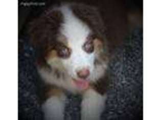 Australian Shepherd Puppy for sale in Hummelstown, PA, USA