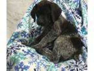 German Shorthaired Pointer Puppy for sale in Manheim, PA, USA