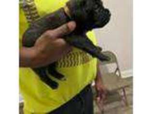 Cane Corso Puppy for sale in Cantonment, FL, USA