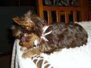 Yorkshire Terrier Puppy for sale in OSCEOLA, IN, USA
