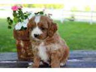 Cavapoo Puppy for sale in Amboy, IN, USA