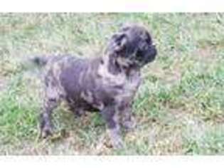 Pug Puppy for sale in Loogootee, IN, USA