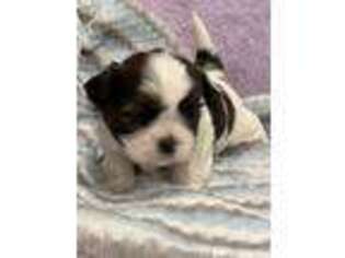 Mutt Puppy for sale in Beaverdam, VA, USA