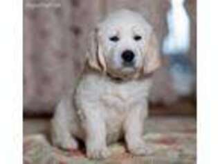 Mutt Puppy for sale in Woodhull, NY, USA