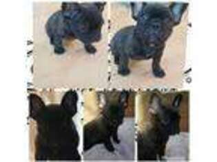 French Bulldog Puppy for sale in Pittsburg, CA, USA