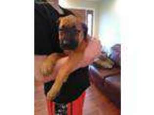 Mastiff Puppy for sale in Laceys Spring, AL, USA