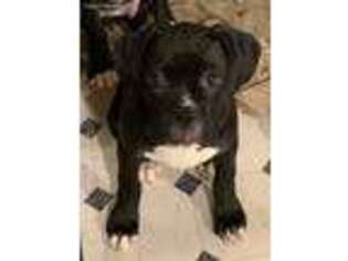 Boxer Puppy for sale in Aurora, OR, USA