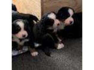 Bernese Mountain Dog Puppy for sale in Cudahy, WI, USA
