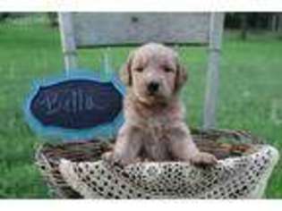 Goldendoodle Puppy for sale in Mifflinburg, PA, USA