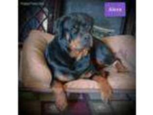 Rottweiler Puppy for sale in Englewood, TN, USA
