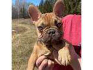 French Bulldog Puppy for sale in Isanti, MN, USA