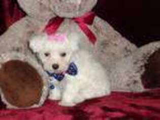 Mal-Shi Puppy for sale in Polk City, FL, USA