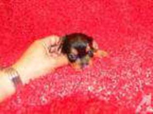 Yorkshire Terrier Puppy for sale in PORT JERVIS, NY, USA