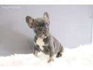 French Bulldog Puppy for sale in Cadott, WI, USA