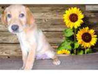 Labrador Retriever Puppy for sale in Saint George, UT, USA