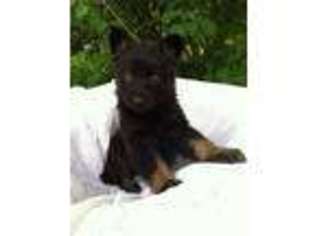 German Shepherd Dog Puppy for sale in BELMONT, NY, USA