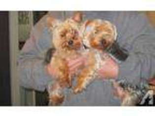 Yorkshire Terrier Puppy for sale in BRENTWOOD, CA, USA