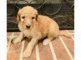 Goldendoodle Puppy for sale in Atlanta, GA, USA