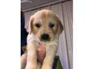 Golden Retriever Puppy for sale in Somerset, KY, USA