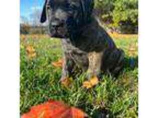 Mastiff Puppy for sale in New Park, PA, USA