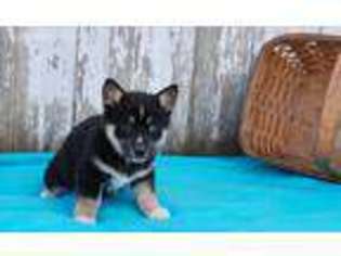 Pembroke Welsh Corgi Puppy for sale in New Providence, PA, USA