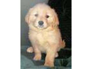 Golden Retriever Puppy for sale in Elbert, CO, USA