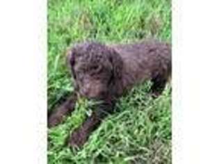 Goldendoodle Puppy for sale in Maplewood, NJ, USA