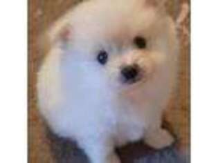 Pomeranian Puppy for sale in Mount Pleasant, NC, USA