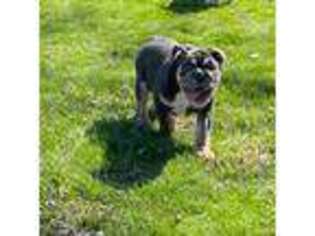 Bulldog Puppy for sale in Akron, OH, USA