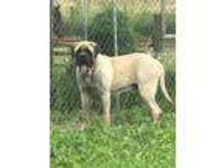 Mastiff Puppy for sale in Mayslick, KY, USA