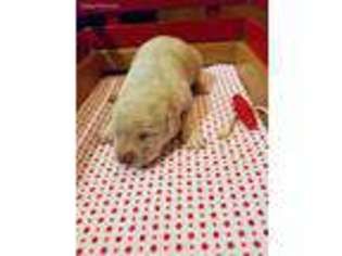Labrador Retriever Puppy for sale in La Crosse, WI, USA