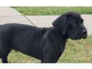 Great Dane Puppy for sale in Princeton, TX, USA