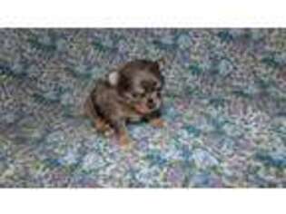 Chihuahua Puppy for sale in Eaton, OH, USA