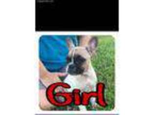French Bulldog Puppy for sale in Falls Of Rough, KY, USA