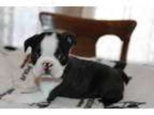 Boston Terrier Puppy for sale in Erhard, MN, USA