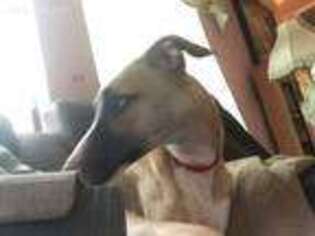 Whippet Puppy for sale in Rowlett, TX, USA