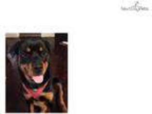 Rottweiler Puppy for sale in New Haven, CT, USA