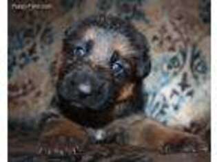 German Shepherd Dog Puppy for sale in Dewey, AZ, USA