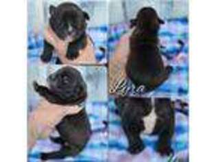 Boerboel Puppy for sale in Hartly, DE, USA