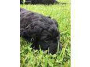 Goldendoodle Puppy for sale in Wirtz, VA, USA