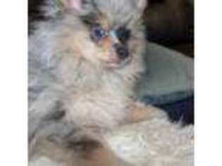 Pomeranian Puppy for sale in El Paso, TX, USA