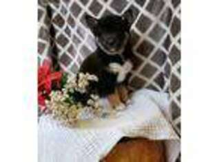 Shiba Inu Puppy for sale in Seneca Falls, NY, USA