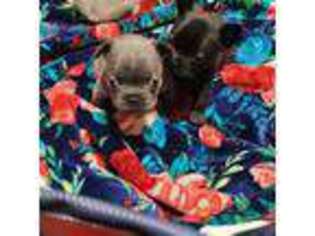 French Bulldog Puppy for sale in Sikeston, MO, USA
