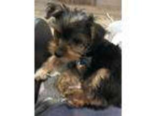 Yorkshire Terrier Puppy for sale in Richburg, SC, USA