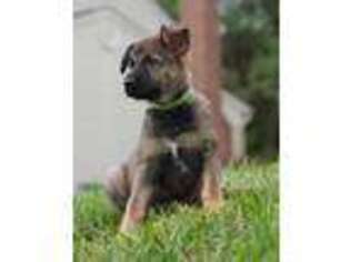 German Shepherd Dog Puppy for sale in Bel Air, MD, USA