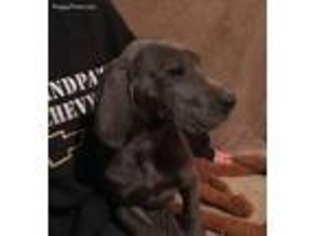 Great Dane Puppy for sale in Redkey, IN, USA