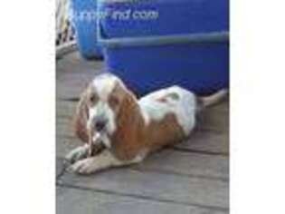 Basset Hound Puppy for sale in Wasola, MO, USA