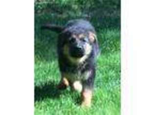German Shepherd Dog Puppy for sale in Williams, OR, USA