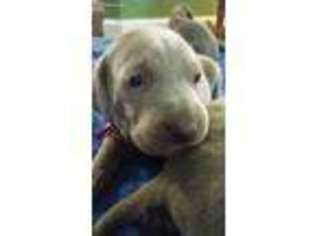 Weimaraner Puppy for sale in Muncie, IN, USA