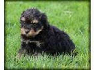 Poovanese Puppy for sale in Wayland, IA, USA